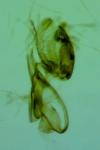 Aproaerema anthyllidella