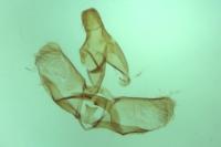 Ditula angustiorana