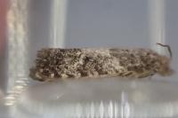 Spilonota laricana