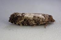 Spilonota laricana