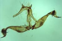 Spilonota laricana