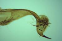 Spilonota laricana