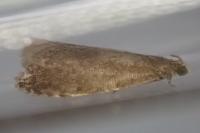 Strophedra weirana