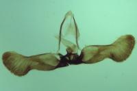 Strophedra weirana