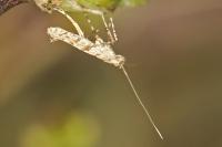 Caloptilia cuculipennella