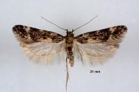 Teleiopsis bagriotella