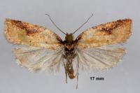 Acleris aspersana