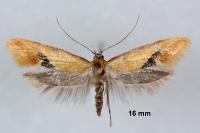 Batia lambdella