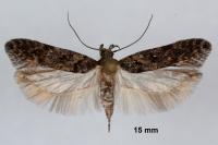 Teleiopsis diffinis