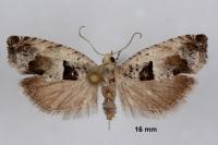 Epinotia ramella