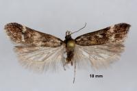 Chionodes perpetuella