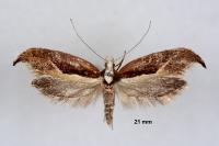 Ypsolopha dentella