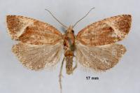 Thiodia torridana