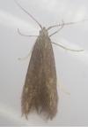 Coleophora serratella