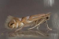 Phyllonorycter maestingella
