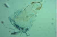 Phyllonorycter maestingella