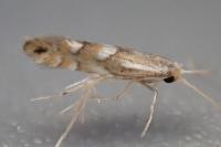 Phyllonorycter maestingella