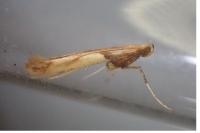 Caloptilia hemidactylella