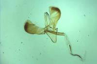 Caloptilia hemidactylella