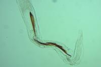 Caloptilia hemidactylella