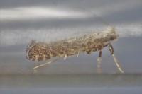 Parornix carpinella