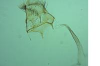 Parornix carpinella