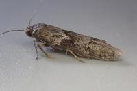 Blastobasis glandulella