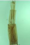 Blastobasis glandulella