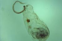 Blastobasis glandulella