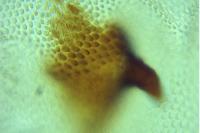 Blastobasis glandulella
