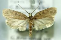 Agonopterix heracliana