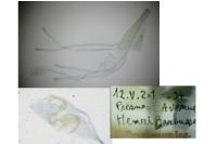 Lampronia morosa