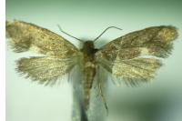 Lampronia morosa