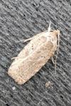 Agonopterix rutana