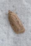 Agonopterix