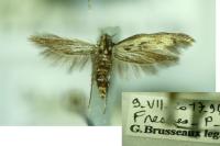 Scythris limbella