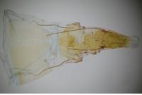 Scythris limbella