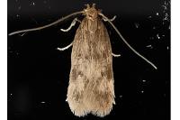 Borkhausenia