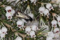 Adela reaumurella