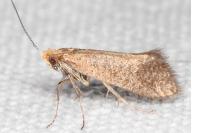 Nematopogon adansoniella
