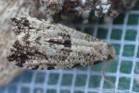 Morophaga choragella