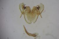 Morophaga choragella