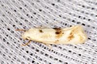 Elachista maculicerusella