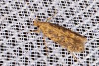 Scrobipalpa ocellatella
