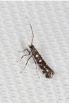 Parectopa ononidis