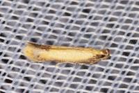 Coptotriche marginea