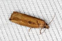 Bactra venosana