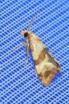 Phalonidia contractana