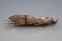 Teleiodes vulgella
