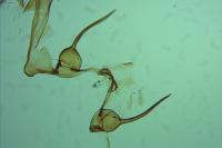 Teleiodes vulgella